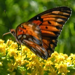 Meet your Posher, Maegan